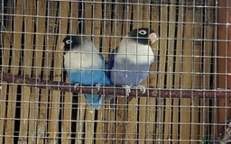 Lovebirds birds for sale: Fischers Lovebirds  - Image 5