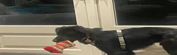 Mixed Breed dogs for adoption: Meet Dusk, currently residing in Hampshire  in Fareham - Advert 2