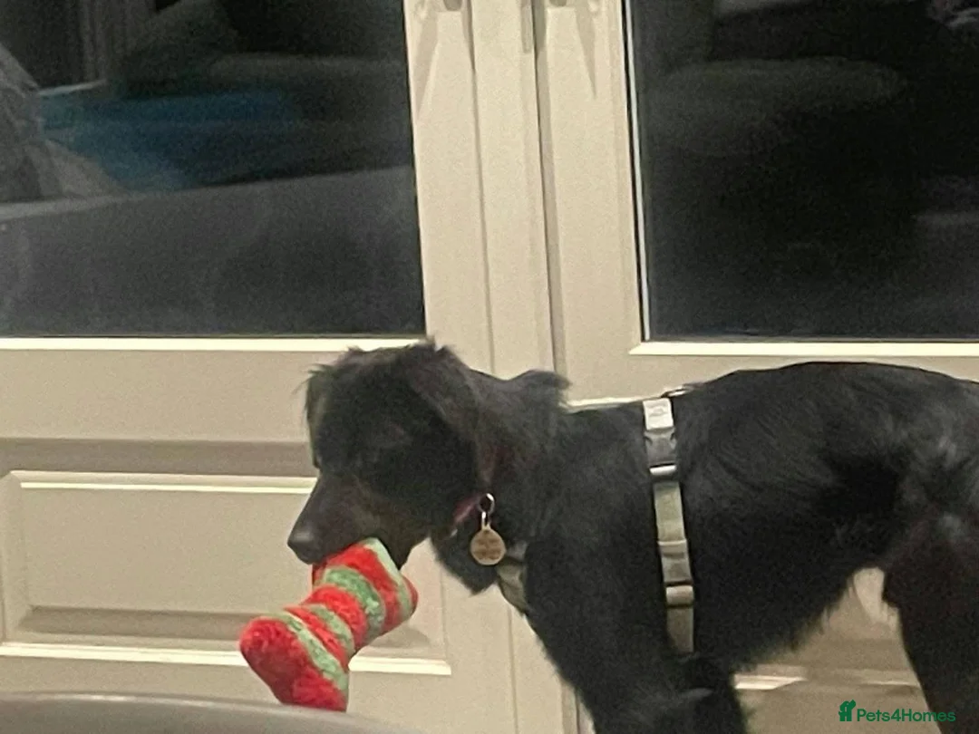 Mixed Breed dogs for adoption: Meet Dusk, currently residing in Hampshire  in Fareham - Advert 2