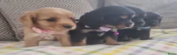 Cocker Spaniel dogs for sale: Cocker spaniel pups  - Advert 11