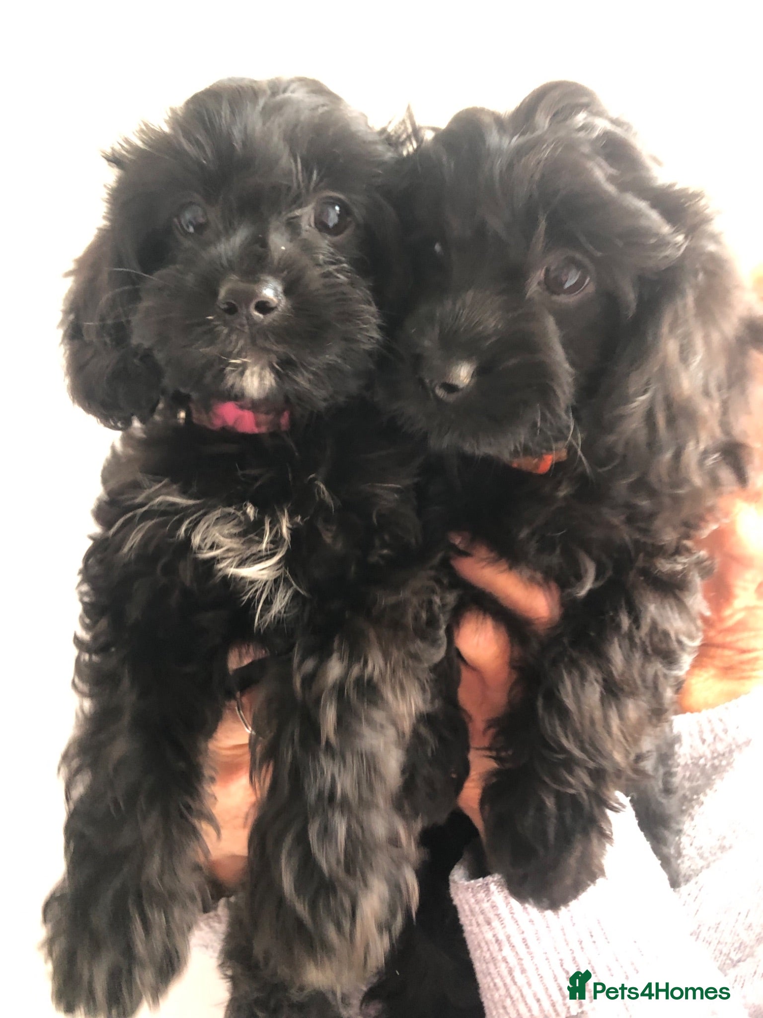 Cavapoo dogs ⭐️ready to leave 4 Stunning black cavapoos⭐️ - Advert 9