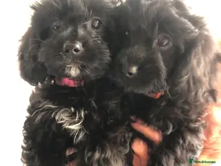 Cavapoo dogs ⭐️ready to leave 4 Stunning black cavapoos⭐️ - Advert 9