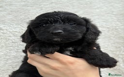 Aussiedoodle dogs for sale: Miniature Aussie Doodles  - Image 5