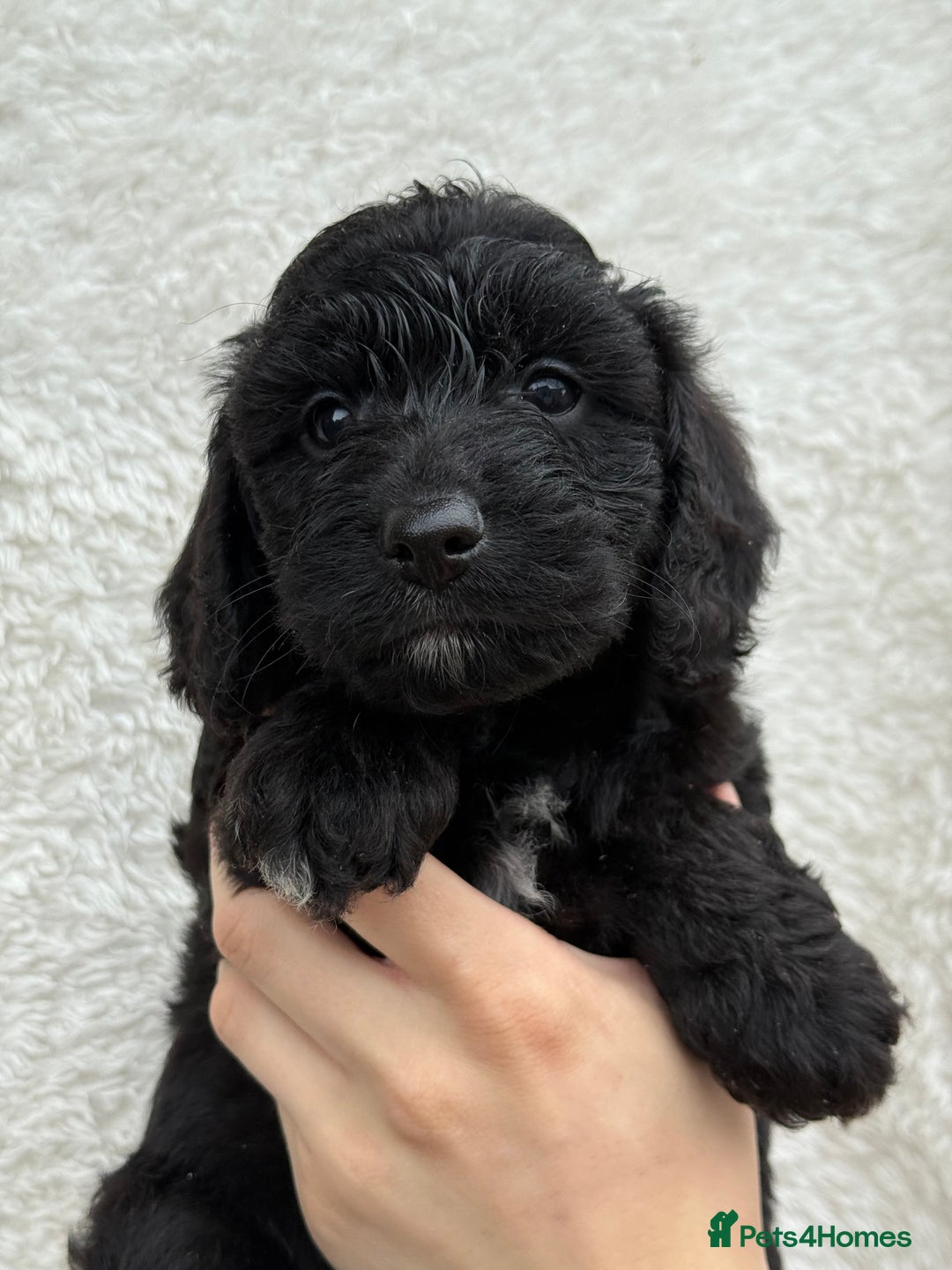 Aussiedoodle dogs for sale: Miniature Aussie Doodles  - Image 5