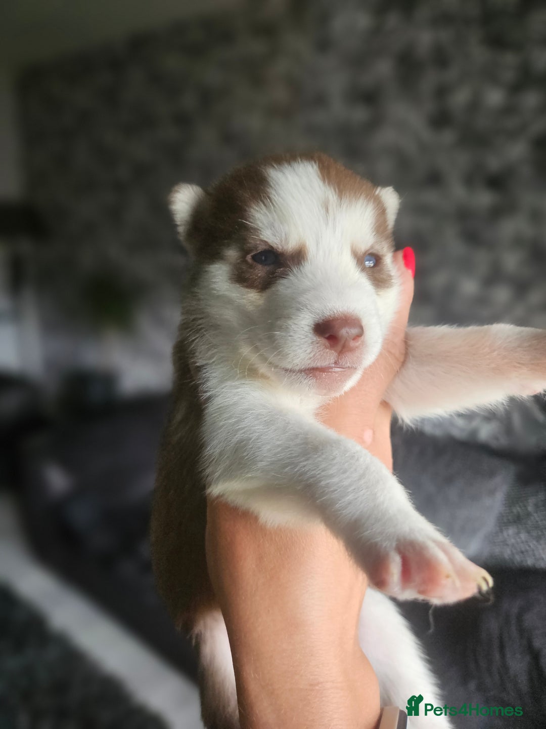 Siberian Husky dogs for sale: Gorgeous Litter of Husky Puppies - Image 14
