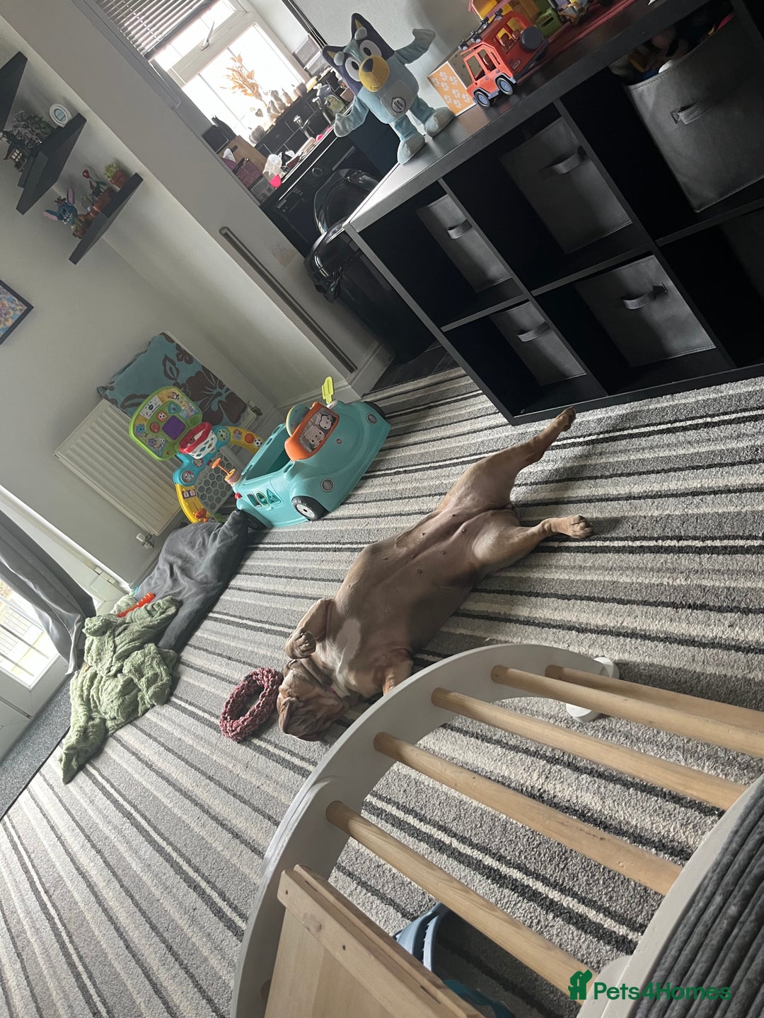 English Bulldog dogs for sale: Bonnie 3 year old British bulldog  - Advert 12