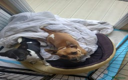 Jack Russell dogs for stud: For Stud £80 - Image 2