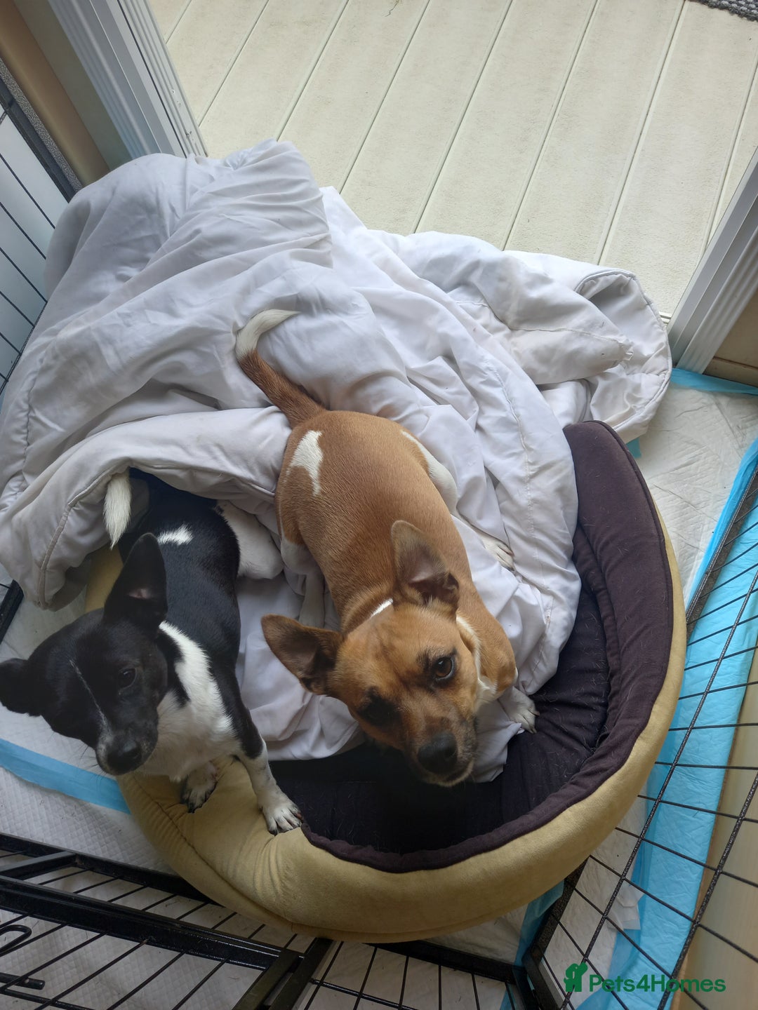 Jack Russell dogs for stud: For Stud £80 - Image 2