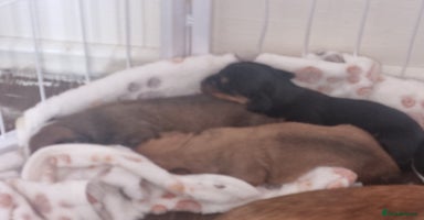 Mixed Breed dogs - Advert 1