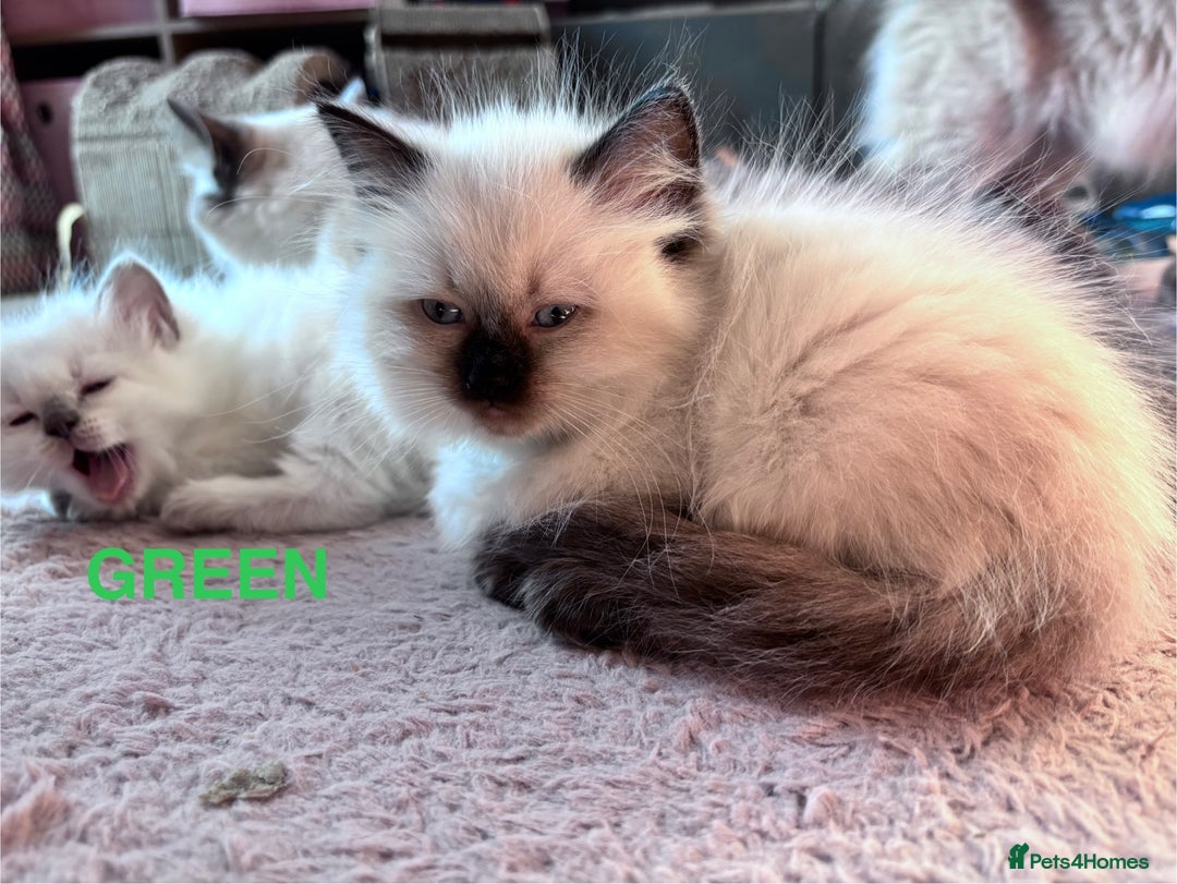 Ragdoll cats for sale: 5 Stunning Ragdoll Kittens  - Image 11