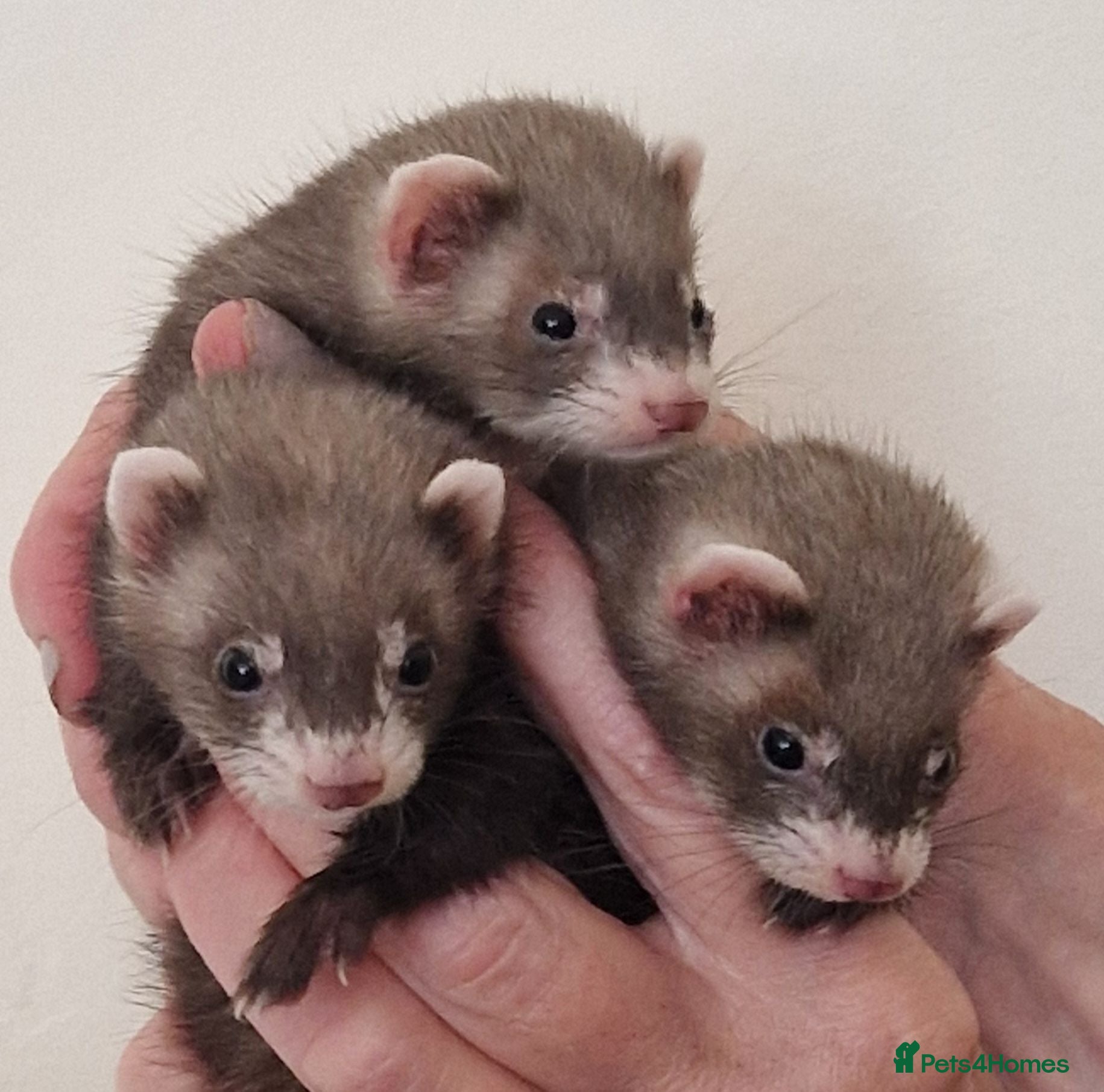 Ferret rodents Micro ferrets kits - Advert 2
