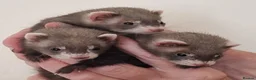 Ferret rodents for sale: Micro ferrets kits - Advert 2