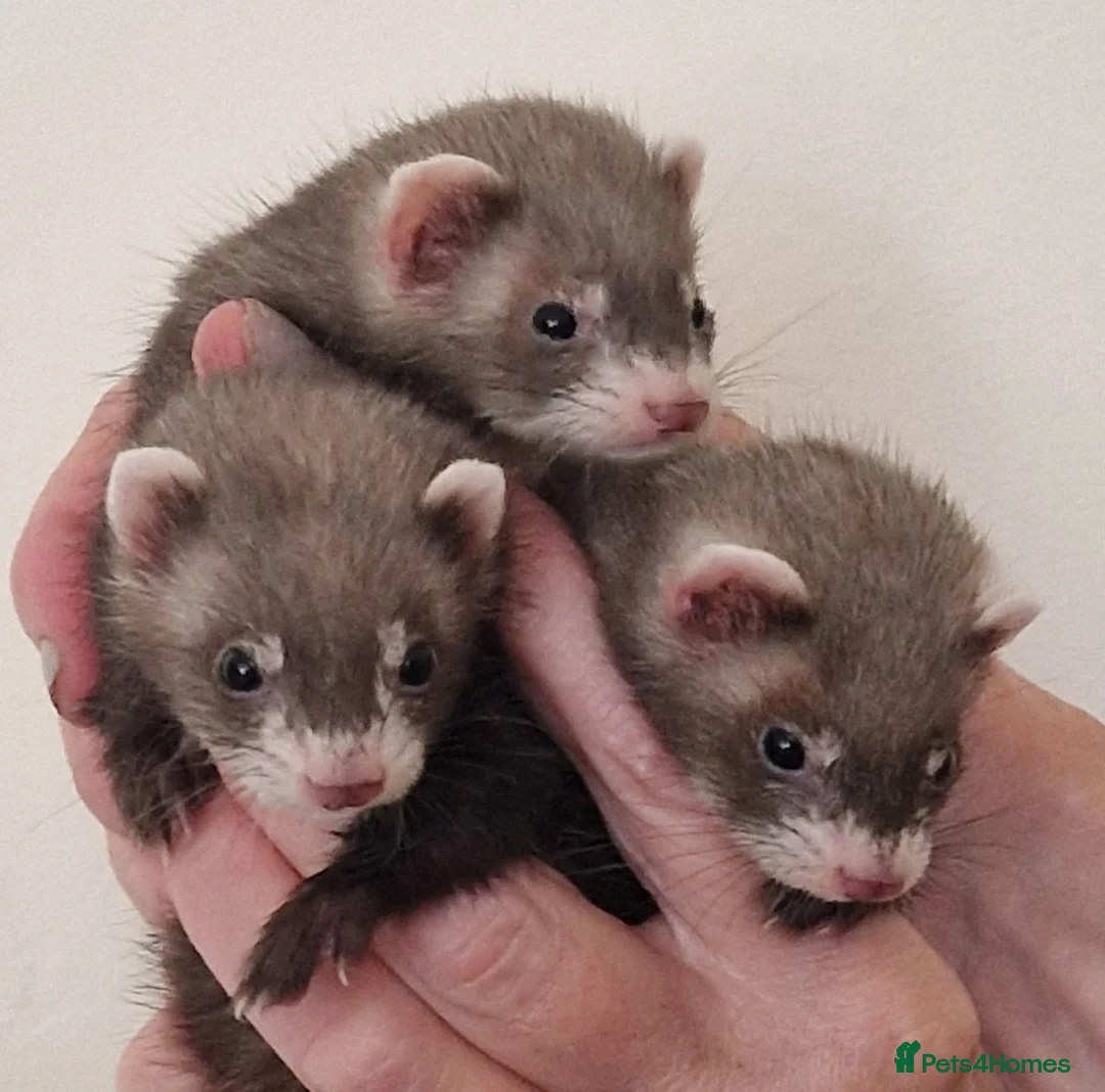 Ferret rodents for sale: Micro ferrets kits - Advert 2