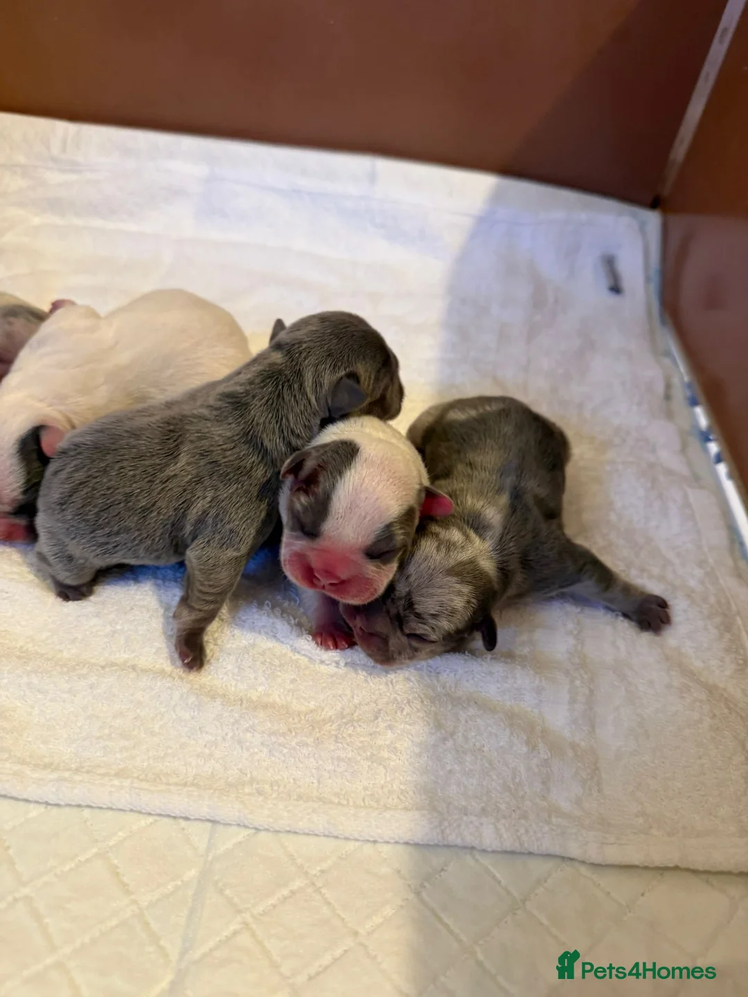 French Bulldog dogs for sale: Exceptional KC Registered French Bulldog Puppies🌟 - Advert 34