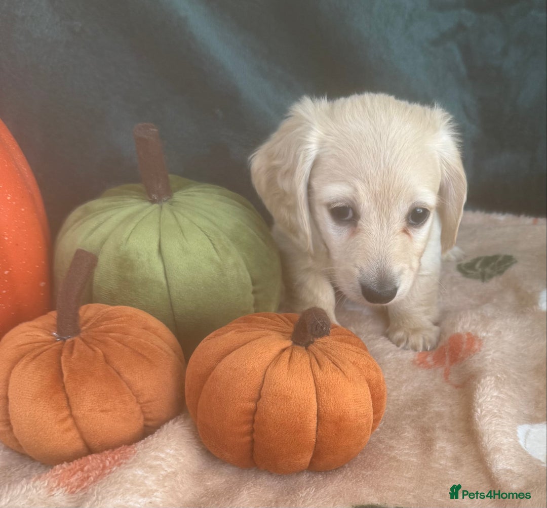 Dachshund dogs for sale: English cream miniature dachshunds  - Image 22