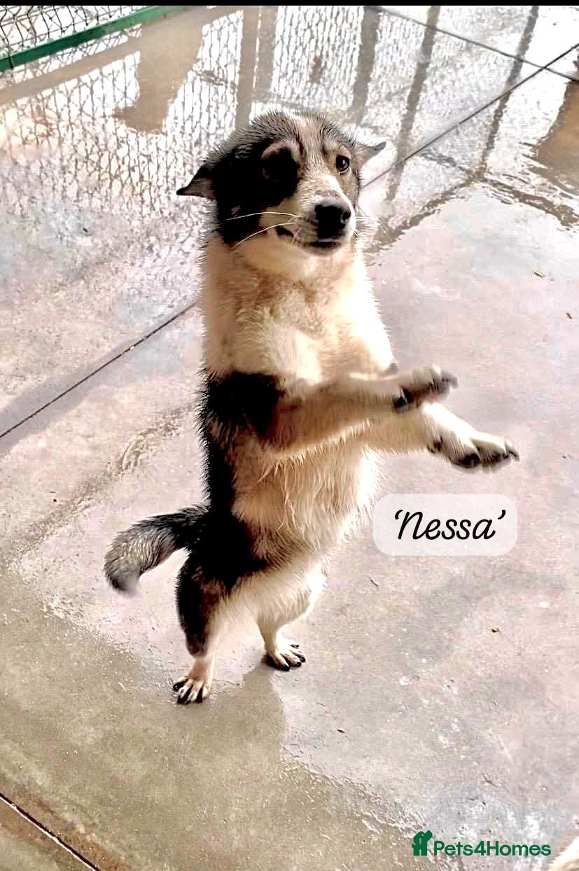 Mixed Breed dogs 20 month old Nessa- AVAILABLE FOR ADOPTION - Advert 1