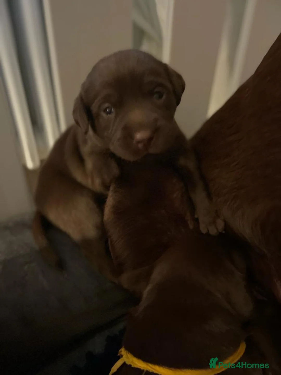 Labrador Retriever dogs for stud: 0/0 Hips and Elbows Proven Chocolate Labrador Stud in Totnes - Advert 11