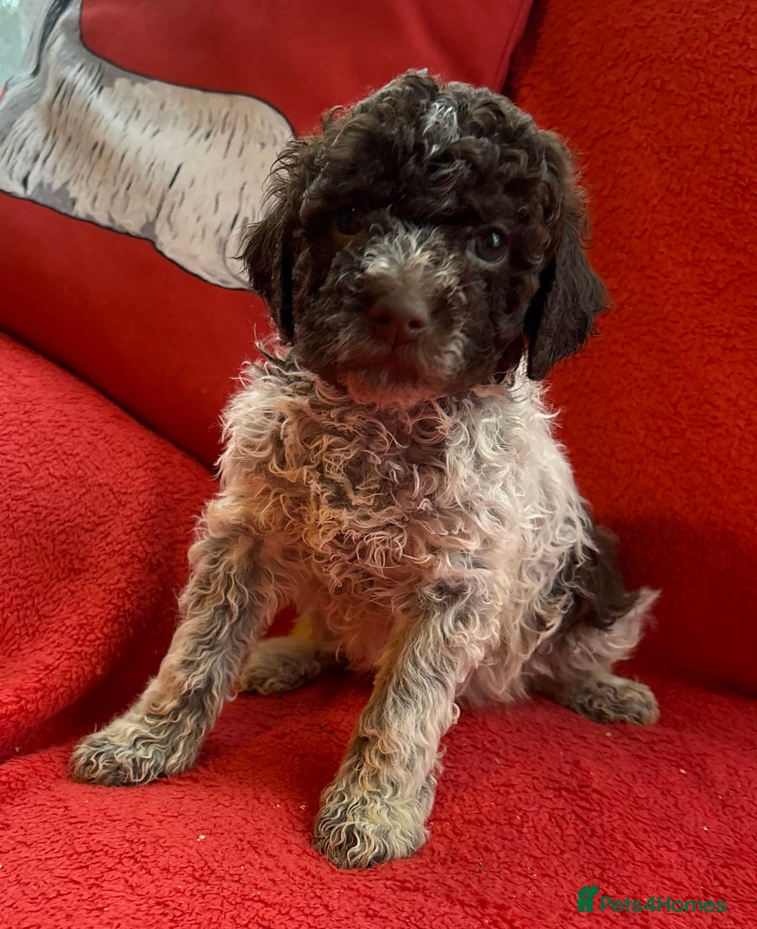 Lagotto Romagnolo dogs for sale: KC Registered Lagotto Puppies (⭐️⭐️⭐️⭐️⭐️ Breeder) - Advert 14