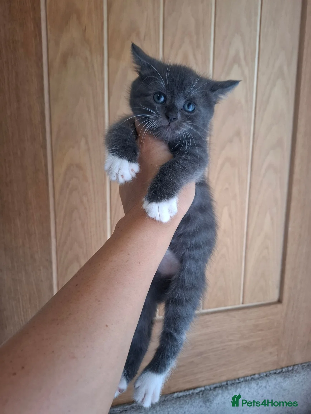 Mixed Breed cats for sale: Mainecoone X 3/4 ragdoll  - Advert 2