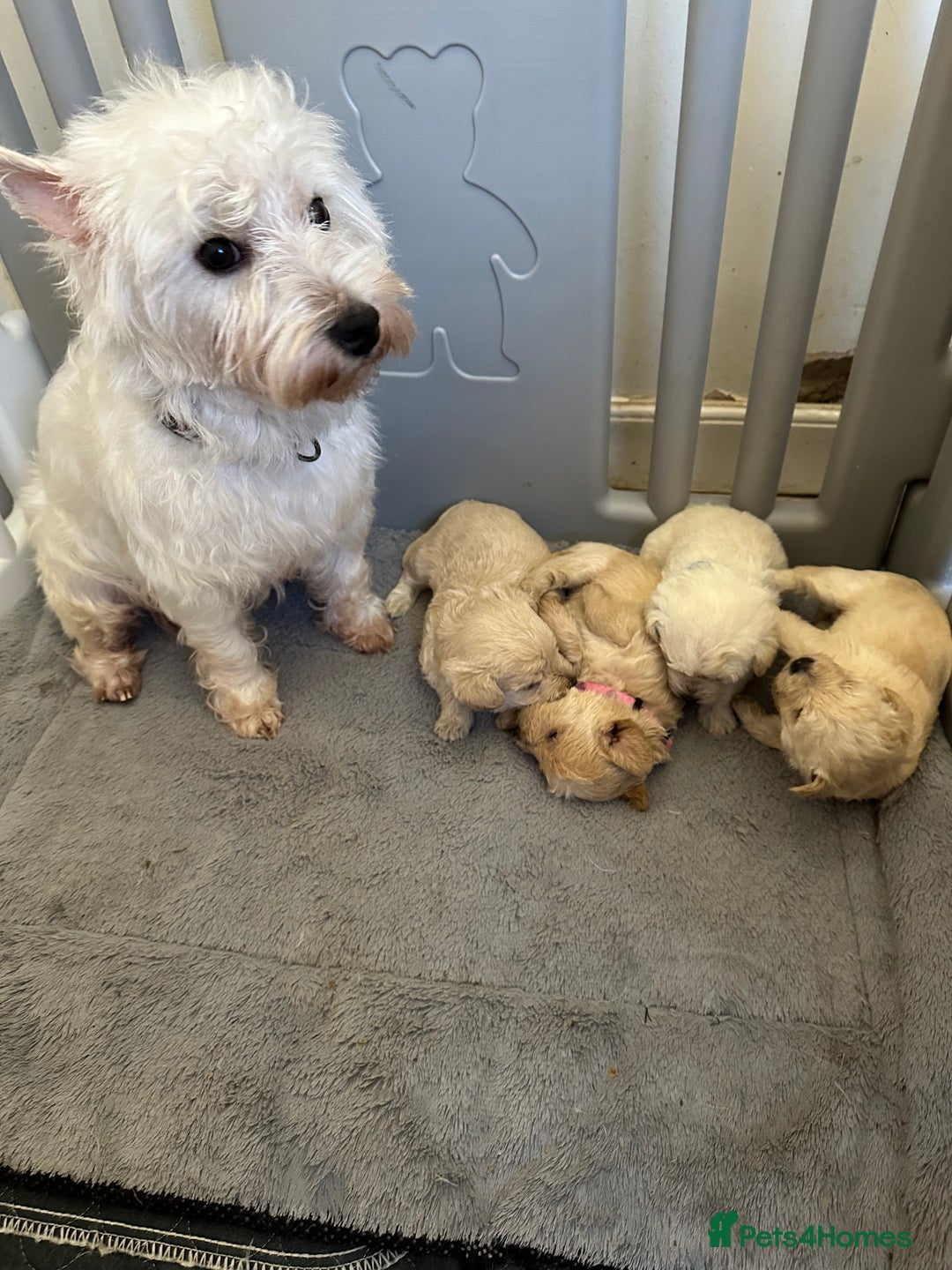 Mixed Breed dogs for sale: Westiepoo puppies - Advert 10
