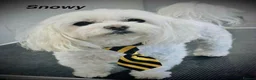 Maltese dogs for sale: Beautiful Maltese Puppies - Advert 8