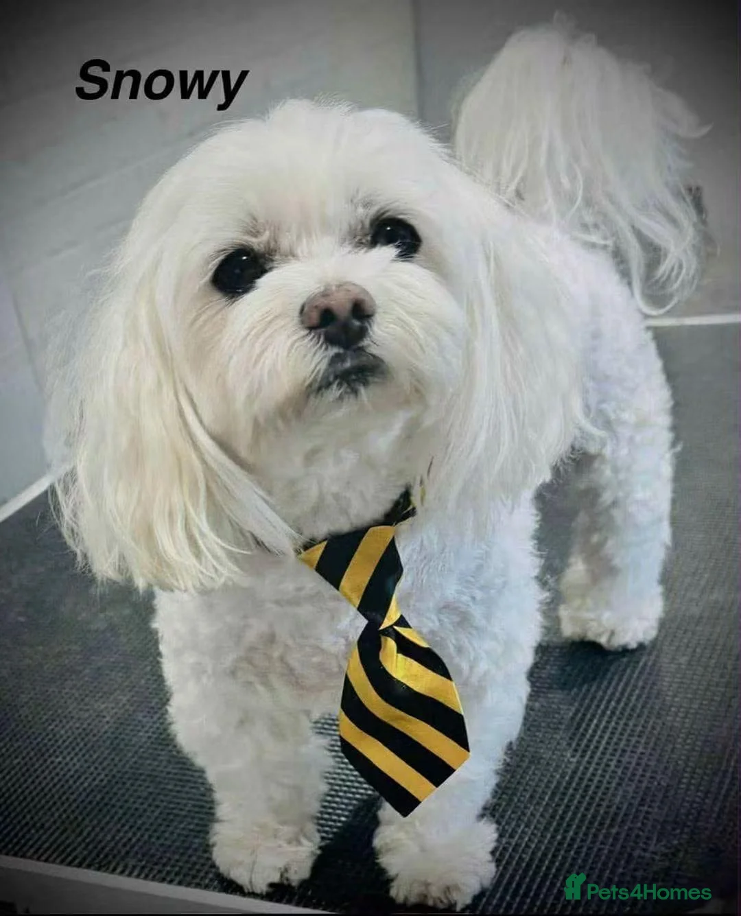 Maltese dogs for sale: Beautiful Maltese Puppies - Advert 8