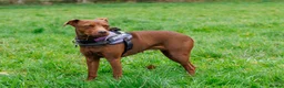 Patterdale Terrier dogs for sale: Female patterdale for rehoming - Advert 23
