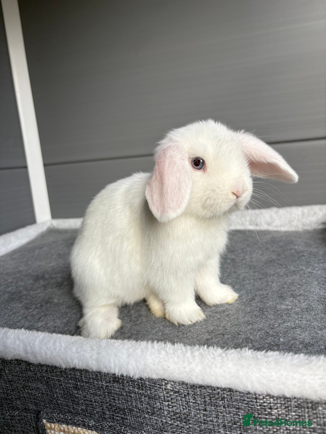 Mini Lop rabbits for sale: Stunning mini lops  - Image 11