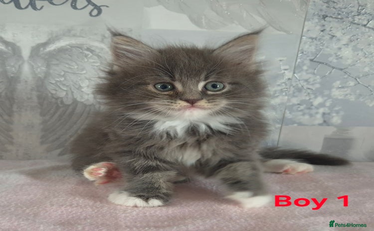 Ragcoon cats - Advert 1