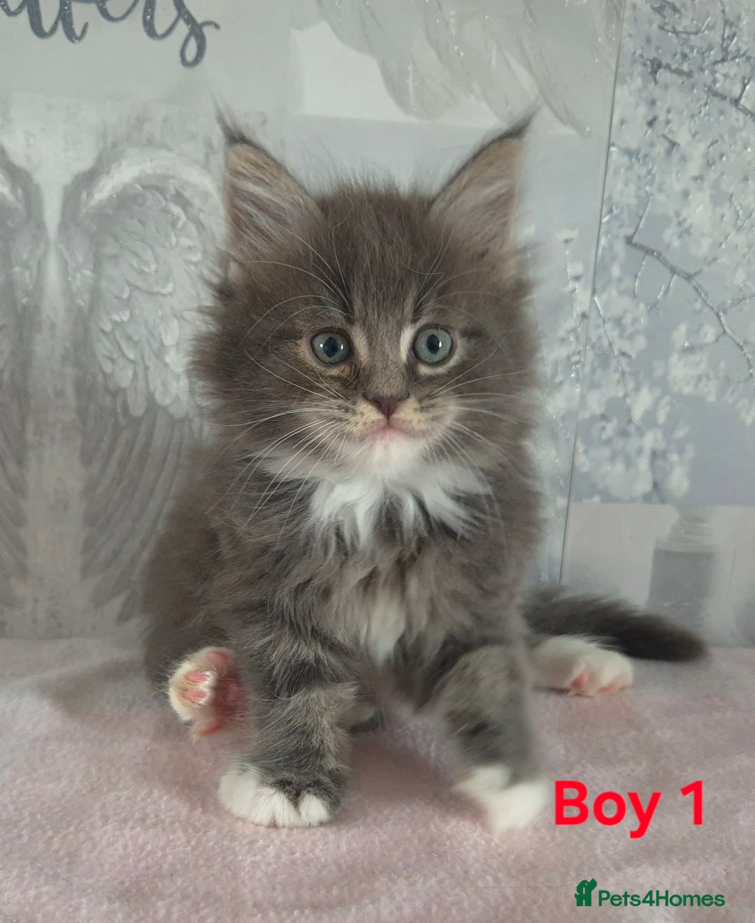 Ragcoon cats for sale: Troublesome two - Image 1