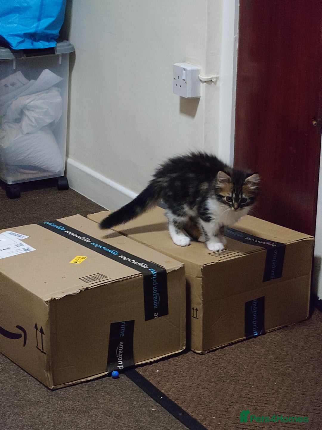 Persian cats for sale: Persian kittens: 2 girls and 1 boy (£230 each) - Image 13