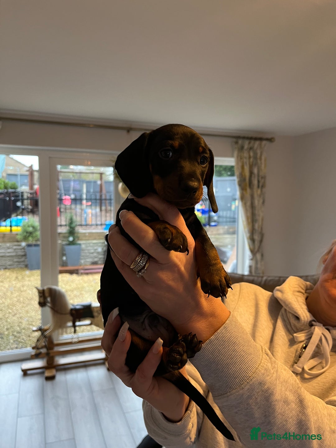 Dachshund dogs for sale: Dachshund puppies - Advert 10