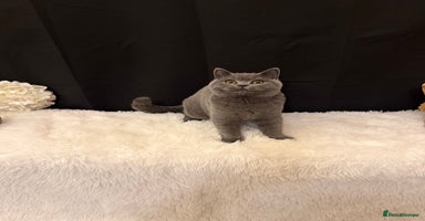 British Shorthair cats - Advert 2