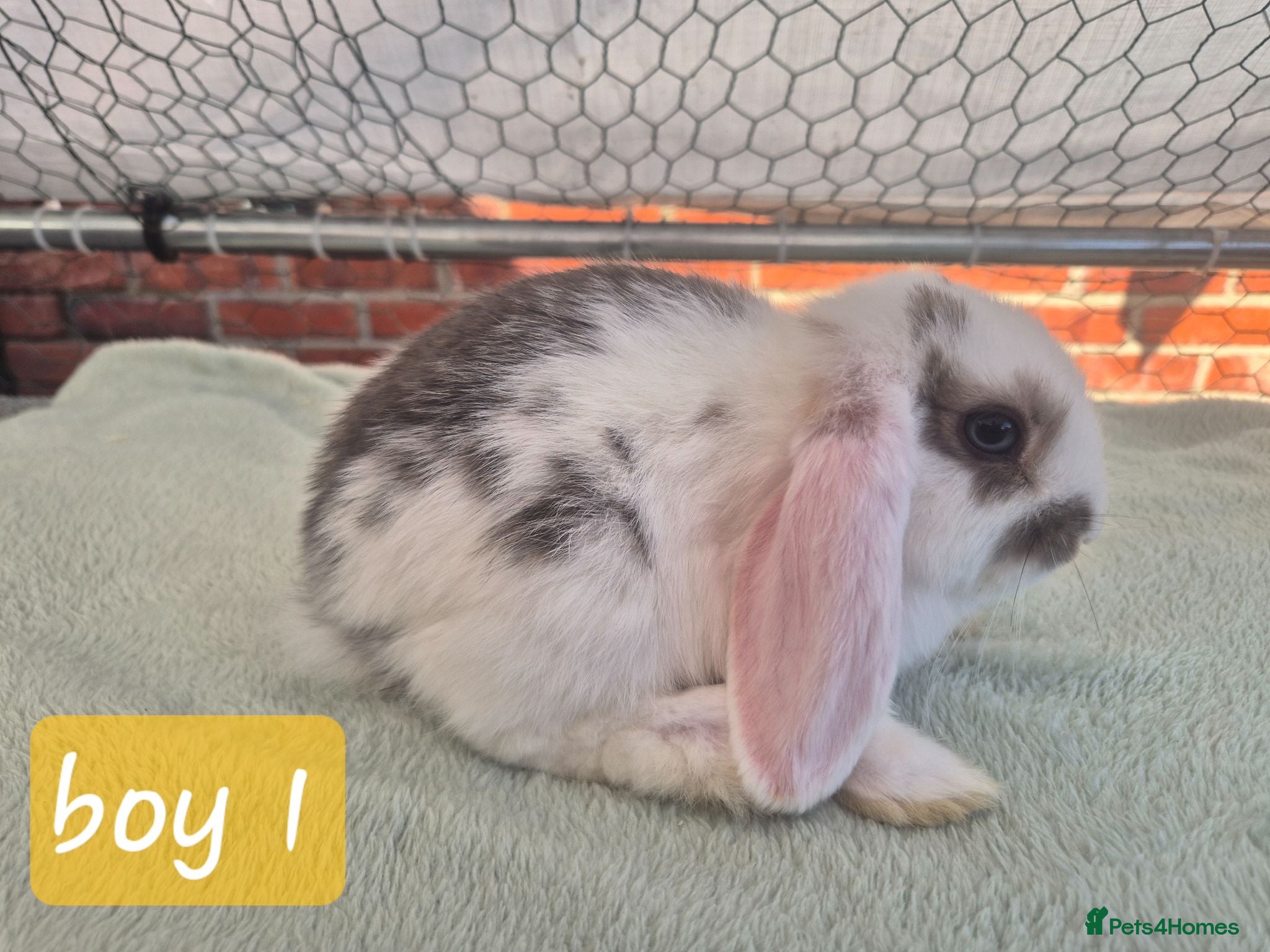 Mini Lop rabbits ❤️ Ready next weekend 💙  - Advert 1