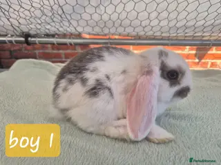Mini Lop rabbits ❤️ Ready next weekend 💙 - Advert 1