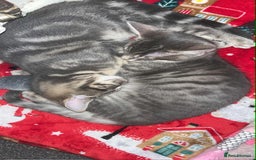 Domestic Shorthair cats for sale: Beautiful boys for sale  - Image 9