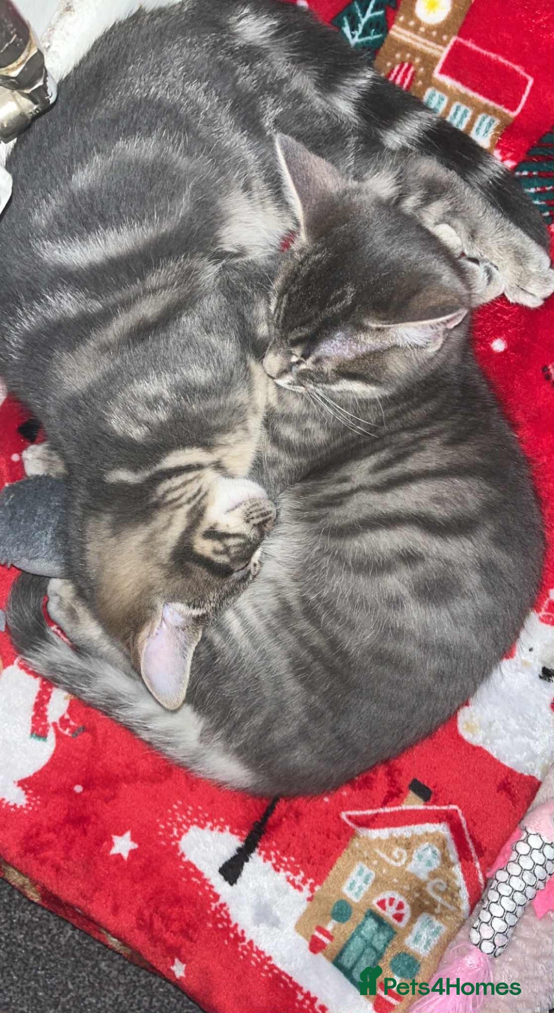 Domestic Shorthair cats for sale: Beautiful boys for sale  - Image 9