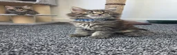 Maine Coon cats for sale: Maine coon pedigree kittens  - Advert 4