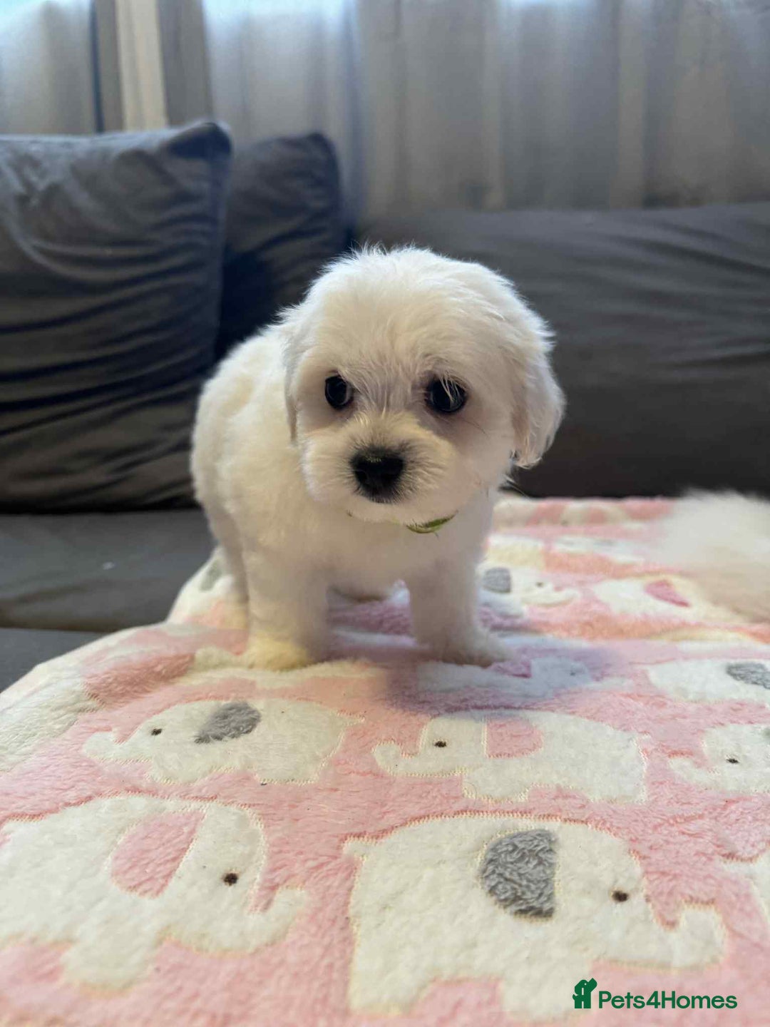 Maltese dogs for sale: Maltese puppies - Image 34