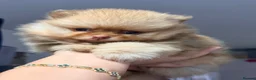 Pomeranian dogs for sale: 🧸 Exceptional Teddy Bear Boys  Rare Colours👑 - Advert 34