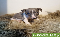 Whippet dogs for sale: Beautiful KC whippet pups for sale :) - Image 7