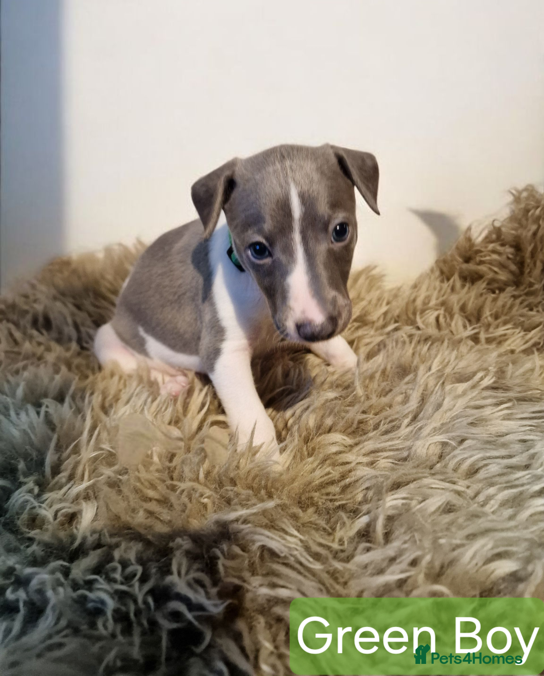 Whippet dogs for sale: Beautiful KC whippet pups for sale :) - Image 7