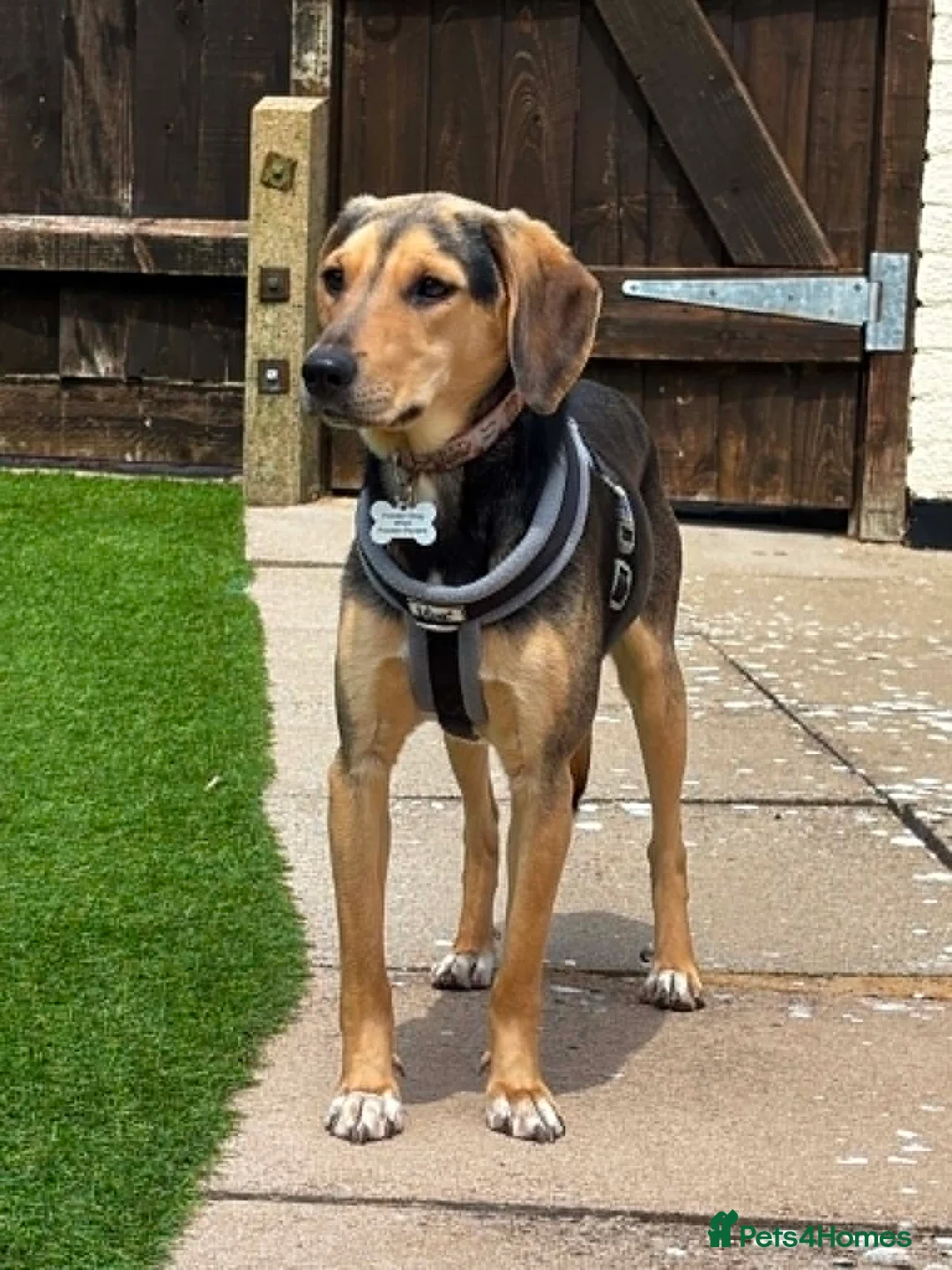 Mixed Breed dogs for adoption: Lottie –  10 months old, Mixed Breed Girl Pup - Advert 1