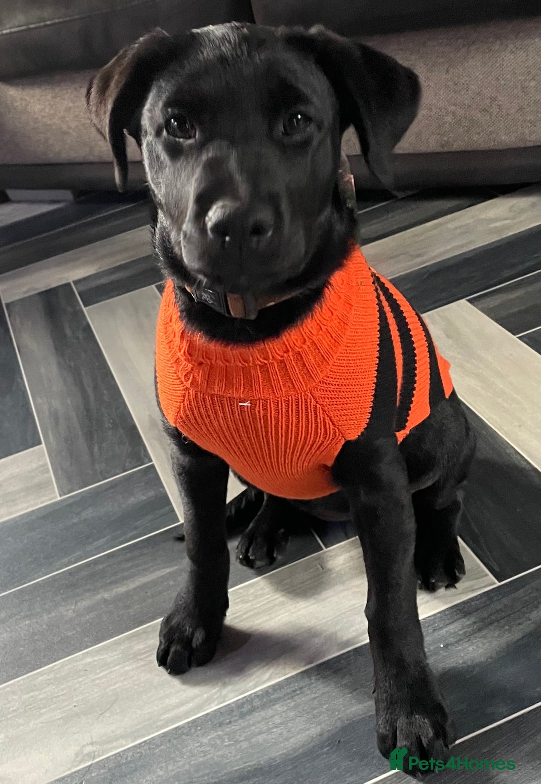 Mixed Breed dogs for sale: 2 beautiful nearly 6 month girls  - Advert 7