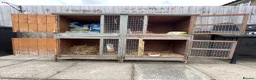 Mini Lop rabbits for sale: Mini lop doe looking for new home - Advert 6