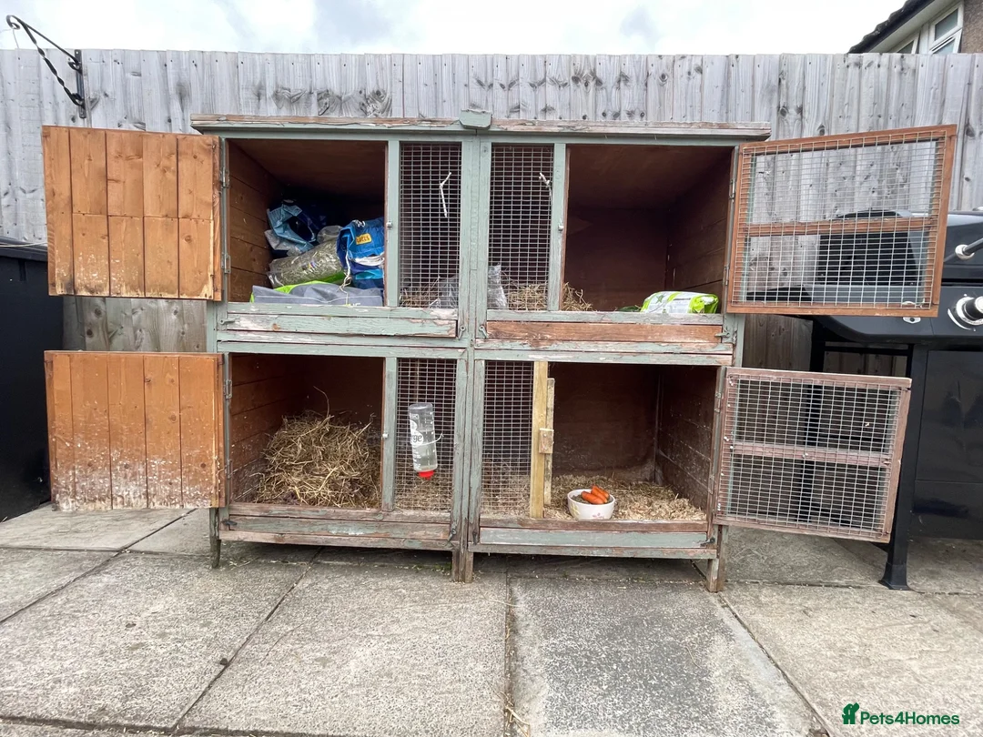Mini Lop rabbits for sale: Mini lop doe looking for new home - Advert 6