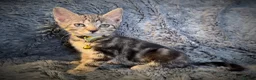 Mixed Breed cats for sale: 9 beautiful kittens looking for new homes  - Advert 5