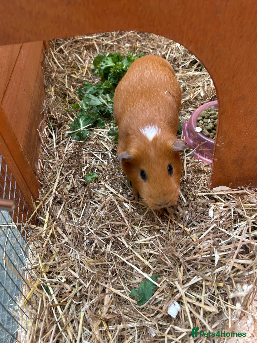 Guinea Pig rodents for sale: 2 female guinea pigs  in Hertford - Advert 2