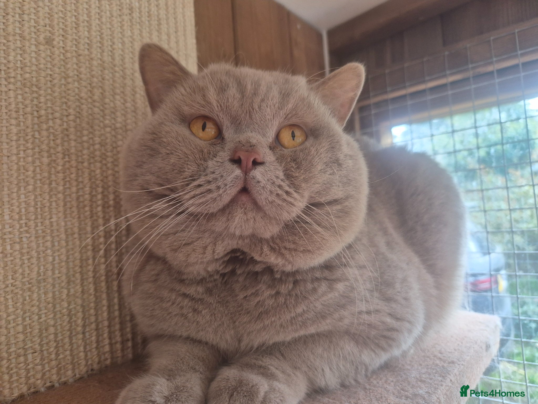 British Shorthair cats 💜 CHUNKY LILAC GCCF ACTIVE MALE FOR STUD 💜 - Advert 1