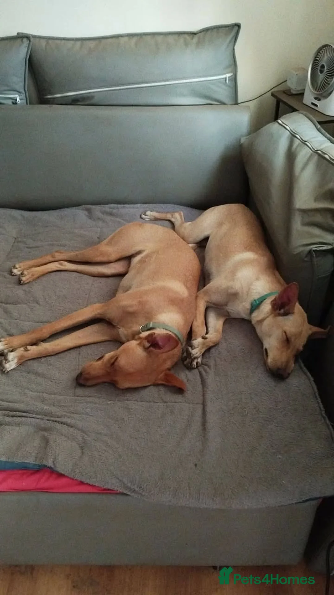 Mixed Breed dogs for adoption: Ivy and Fern  in Crewe - Advert 9
